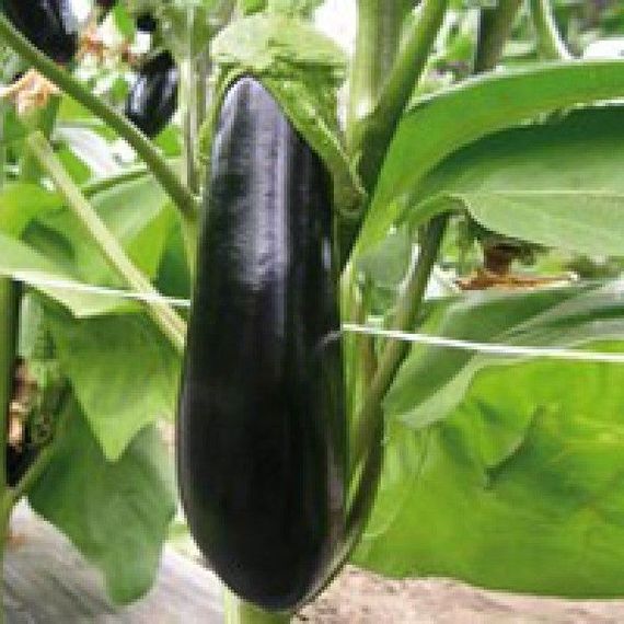 ВАЛЕНТИНА F1 семена баклажана Seminis купить