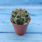 Gymnocalycium Friedrichii (Гимнокалициум)