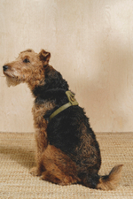 Шлейка "Пони-Макарони" Зеленая