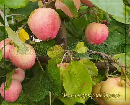Многосортовые саженцы яблони