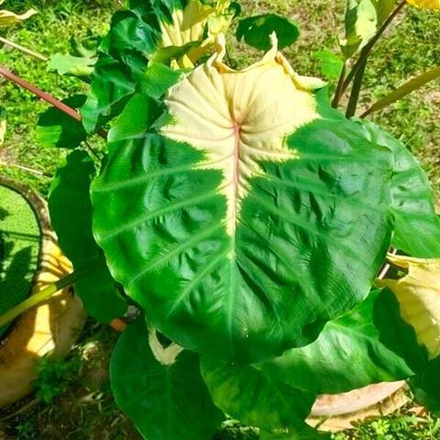 Колоказия JADE CRANE