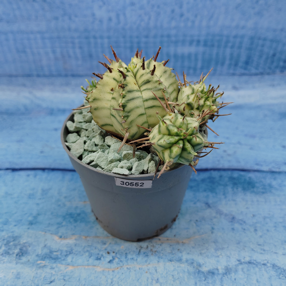 Euphorbia meloformis f. Variegated (Эуфорбия вариегатная)