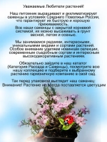 Флокс шиловидный Сиреневое облако Лилак Клауд