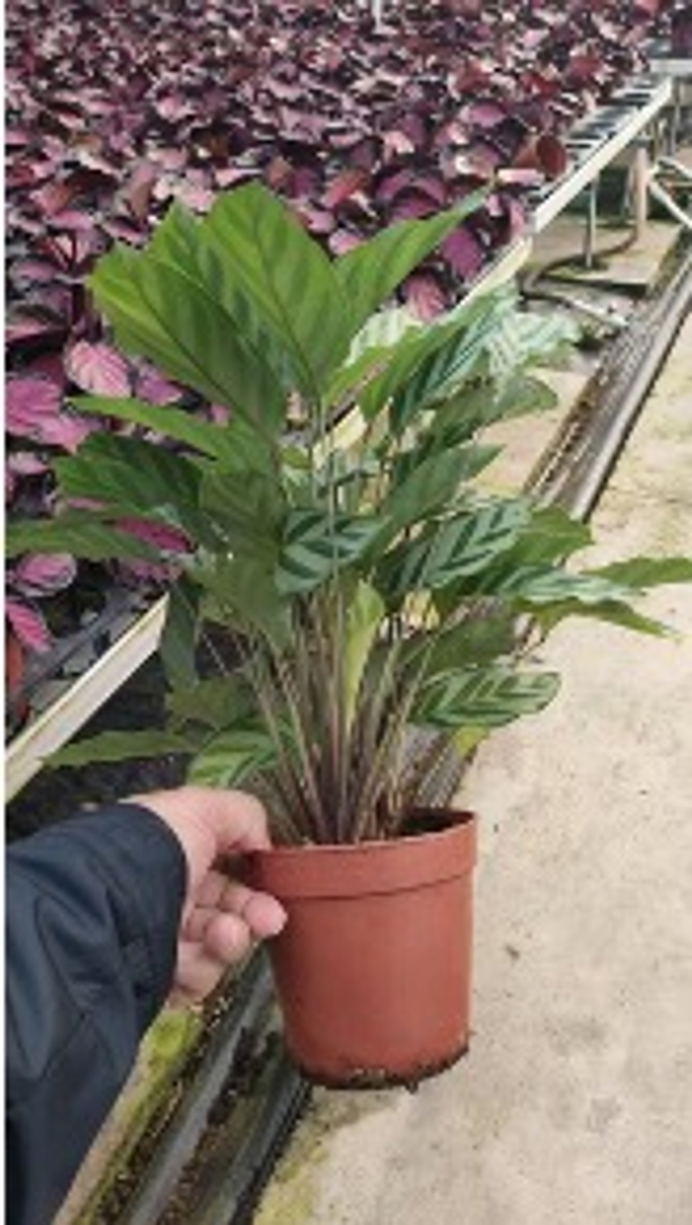 Калатея Emerald Leaf д. 12