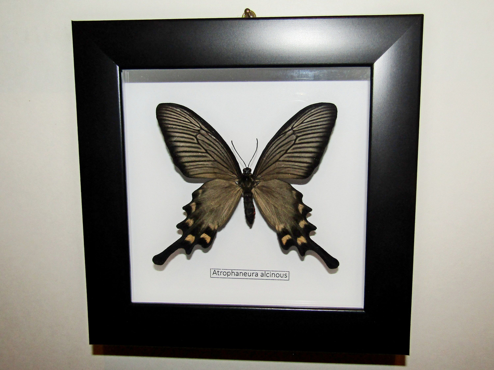 Бабочка Алкиной самка в рамке