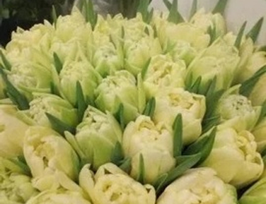 Тюльпаны осень 2026