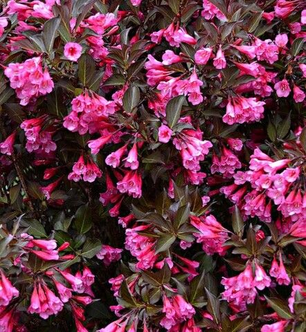 Вейгела Александра