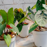 Антуриум RED SPIDER