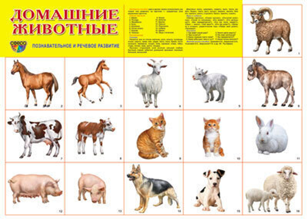 Демонстрационный плакат А2. Домашние животные