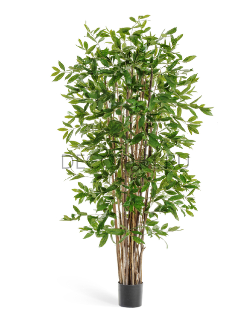 Драцена Саркула Спотти 180 см 2/2 10.26006N