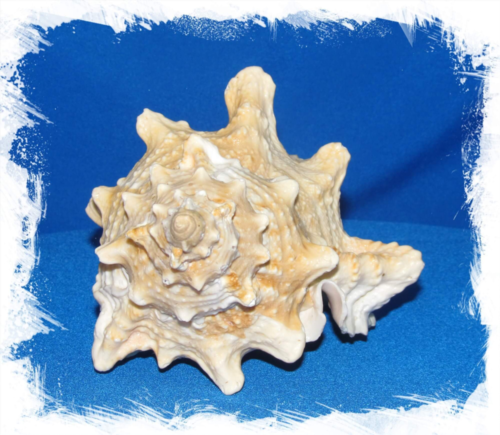 Фото ракушки Бурса Лиссостома