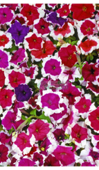 Петуния CANDY PICOTEE MIXED (Драже)