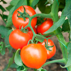 Рахат F1 семена томата среднерослого  (Гавриш)