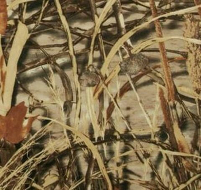 Ткань Оксфорд 600D Рипстоп 1000 PU WR, 330 гр/м.п., камыш