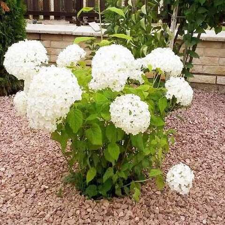 Гортензия древовидная Аннабель С2 15-20