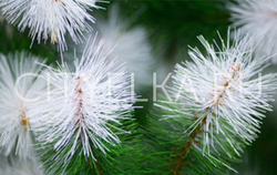 Сосна уличная искусственная "Альпийская" ствольная зеленая с белыми кончиками