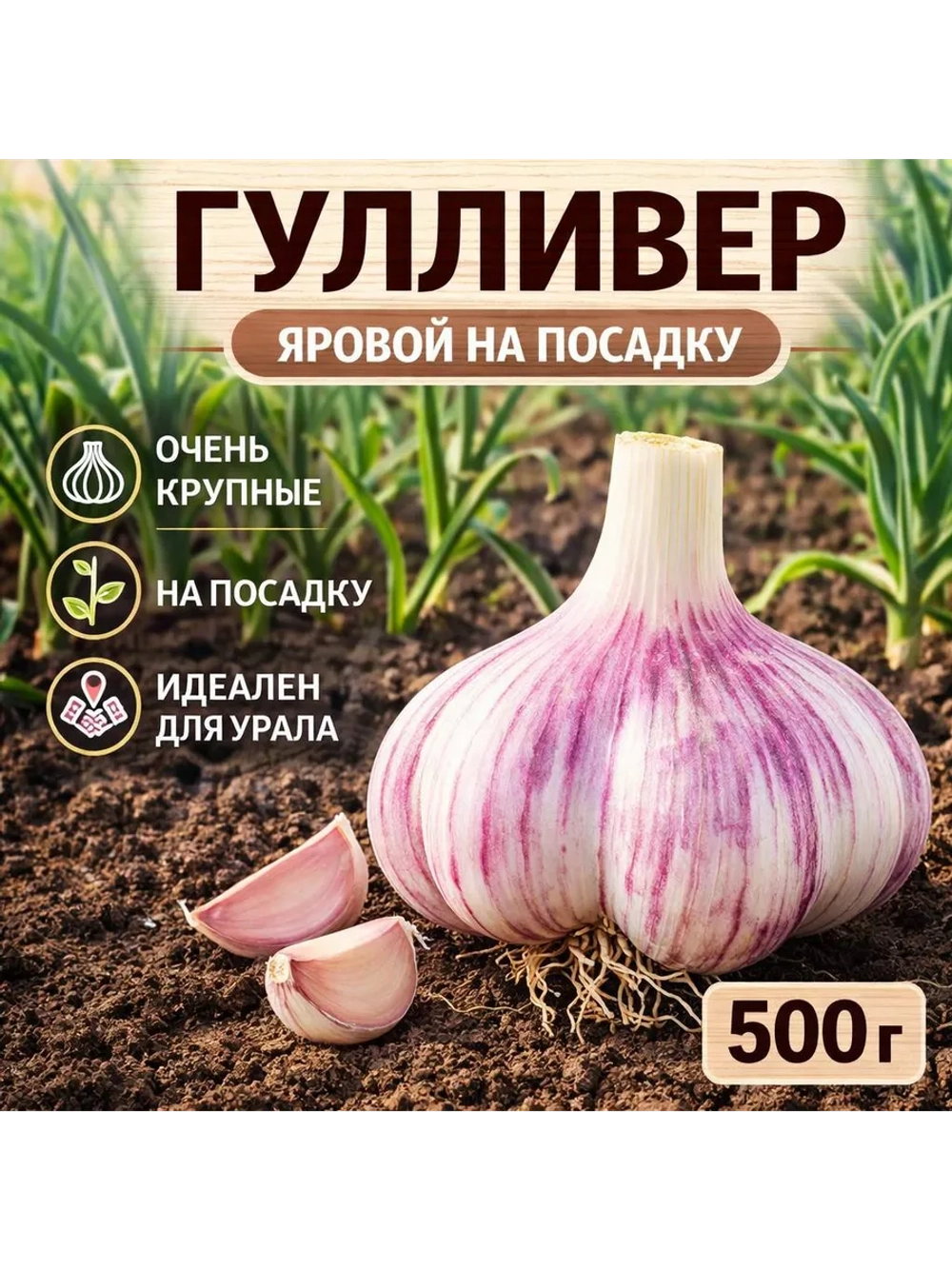 Чеснок посадочный яровой Гулливер
