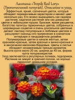 Лантана Тропический попугай