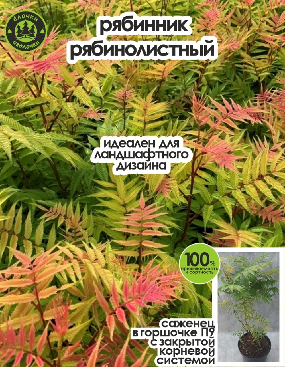 Саженец, Рябинник, 1шт