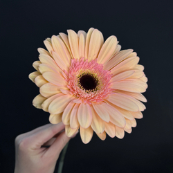 Гербера персиковая / 1 шт