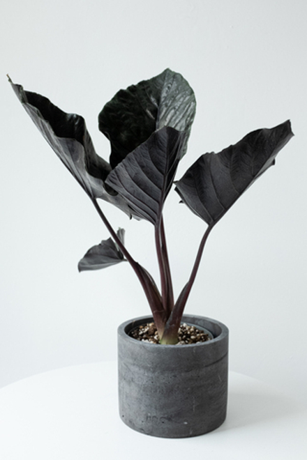 Алоказия Анторро Вельвет