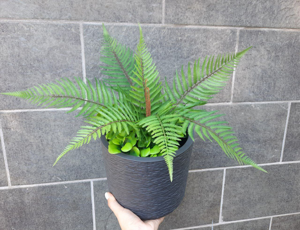 Нефролепсис малый / Арт 6048