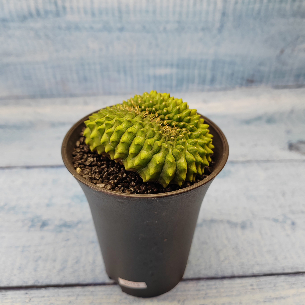 Gymnocalycium Spineless Crested form (Гимнокалициум Кристатный)