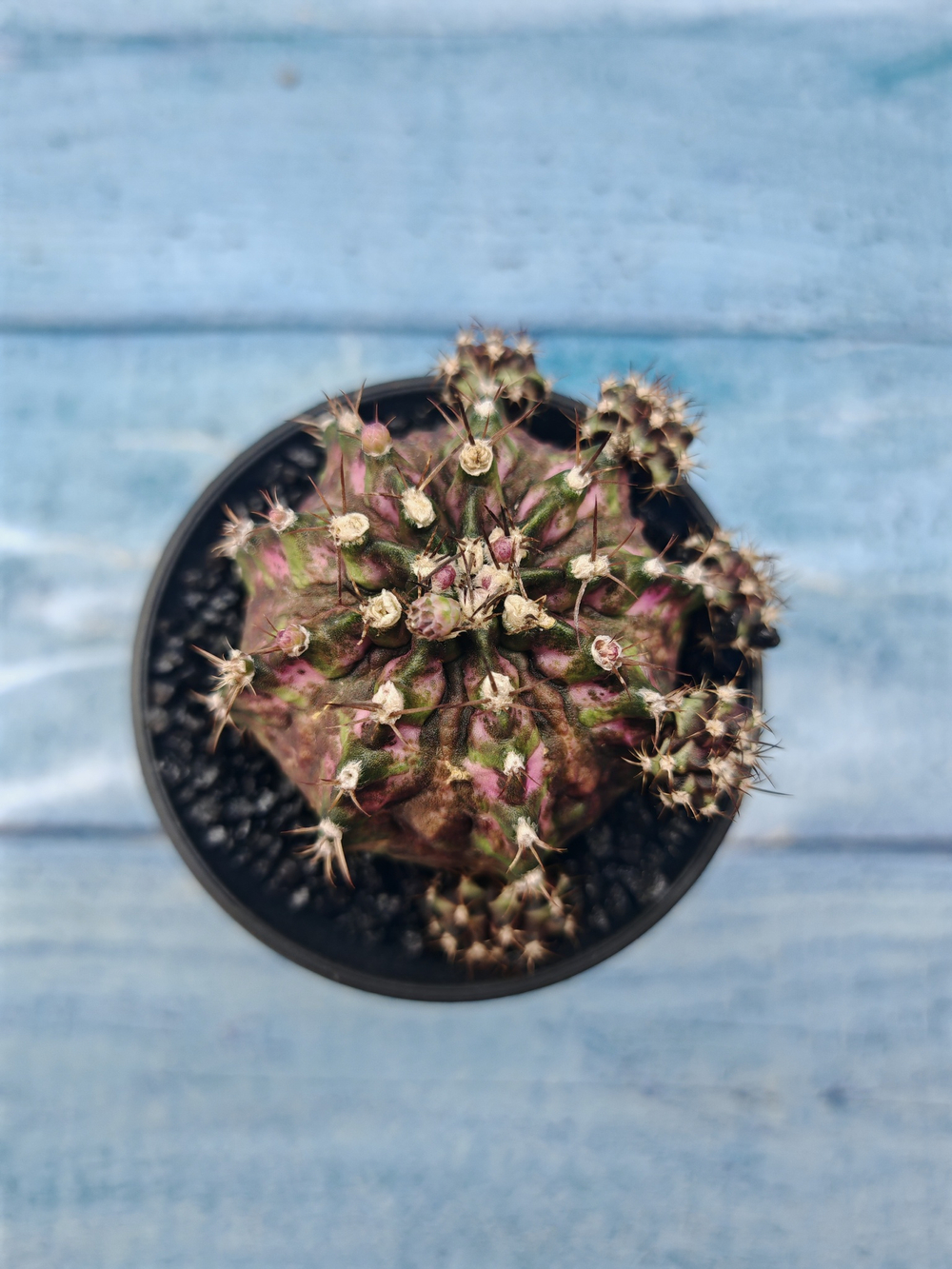 Gymnocalycium T-Rex Pink hybride (Гимнокалициум)