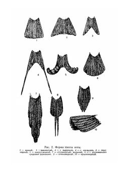 Экскурсионный определитель птиц Европейской части СССР | А.Н. Сунгуров
