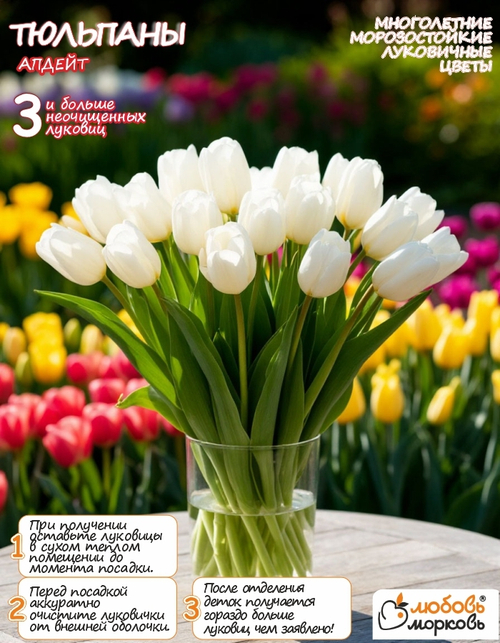 Тюльпан Луковица, Апдейт, 3+ шт