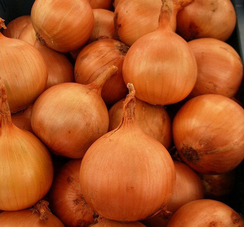 Ироко F1 семена лука репчатого (Enza Zaden / Энза Заден)