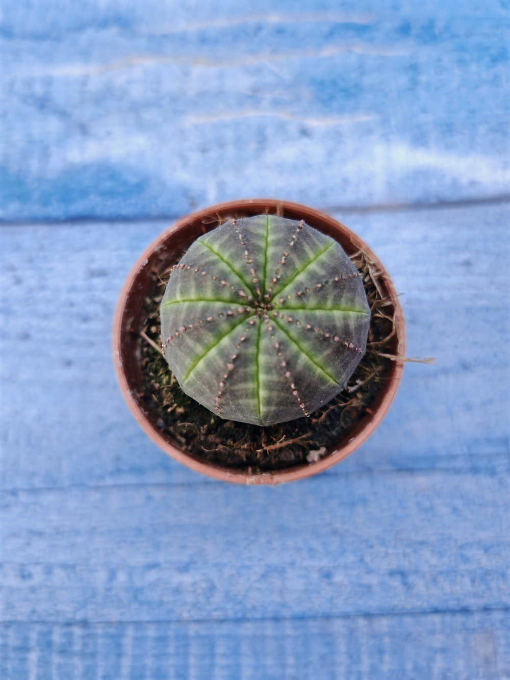 Euphorbia Obesa (Эуфорбия)