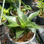 Сансевиерия SIAM GREEN