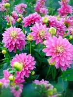 Георгин бордюрный Гэллери Рембрандт