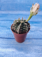Gymnocalycium Friedrichii (Гимнокалициум)