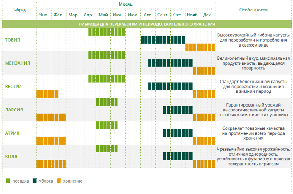 Вестри F1 семена капусты белокочанной (Seminis / Семинис)