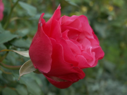 Роза Амалия
