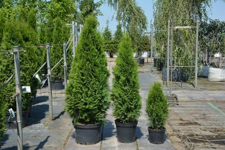 Туя западная Smaragd 35 см (Смарагд)
