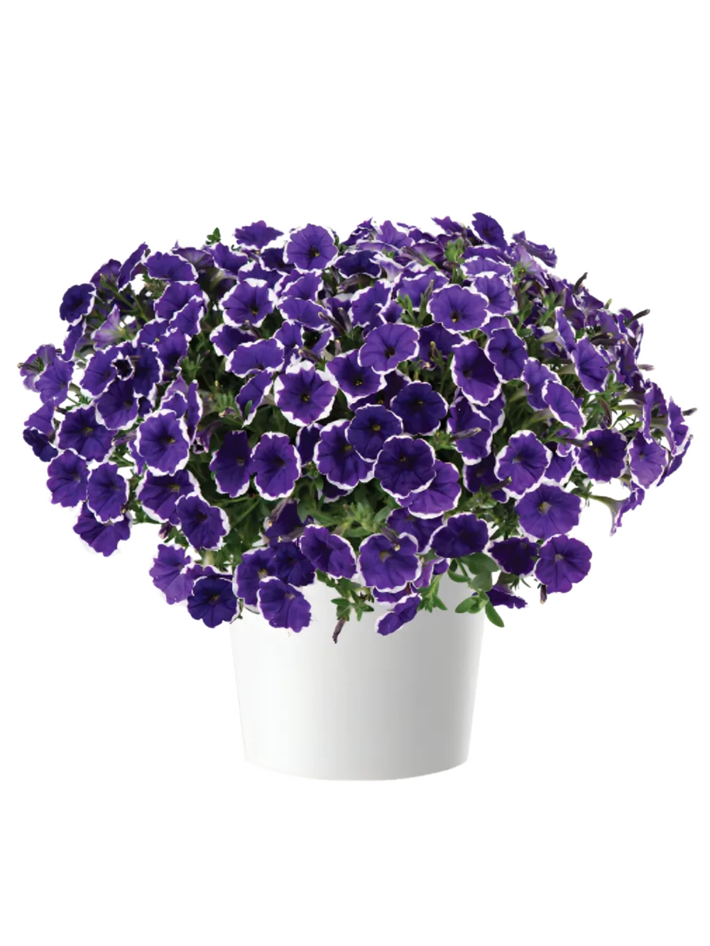 Петуния Cascadias Rim Violet Imp.