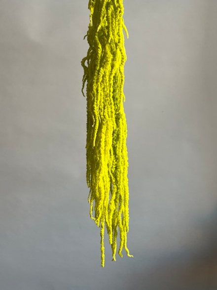 Амарант стабилизированный светло-зеленый