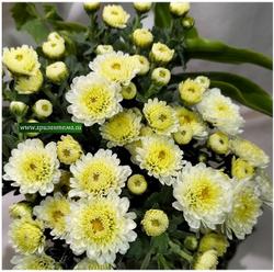бело кремовые шаровидные хризантемы