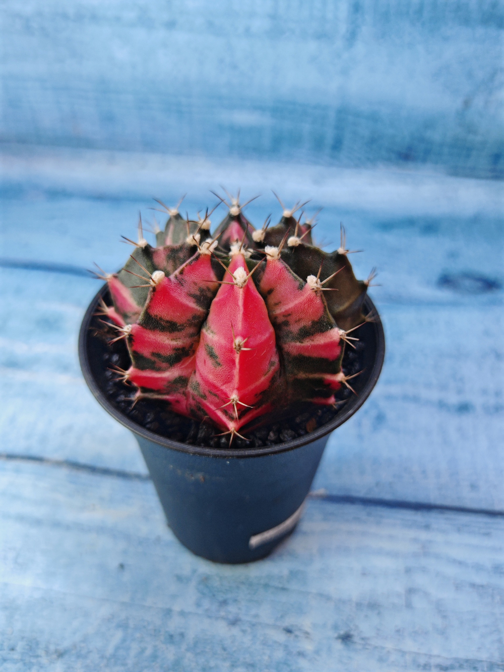 Gymnocalycium Variegata (Гимнокалициум Вариегатный)