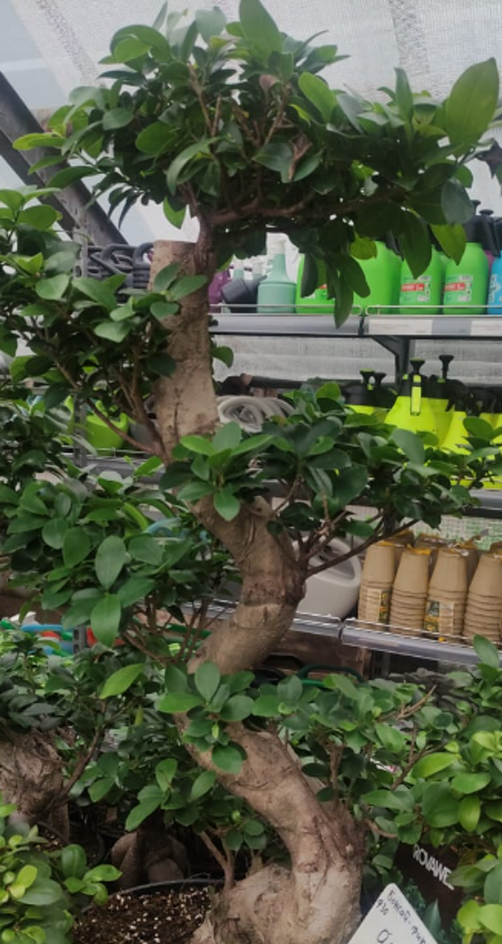 Бонсай фикус, диаметр 35 см