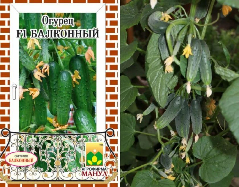 Огурец Балконный