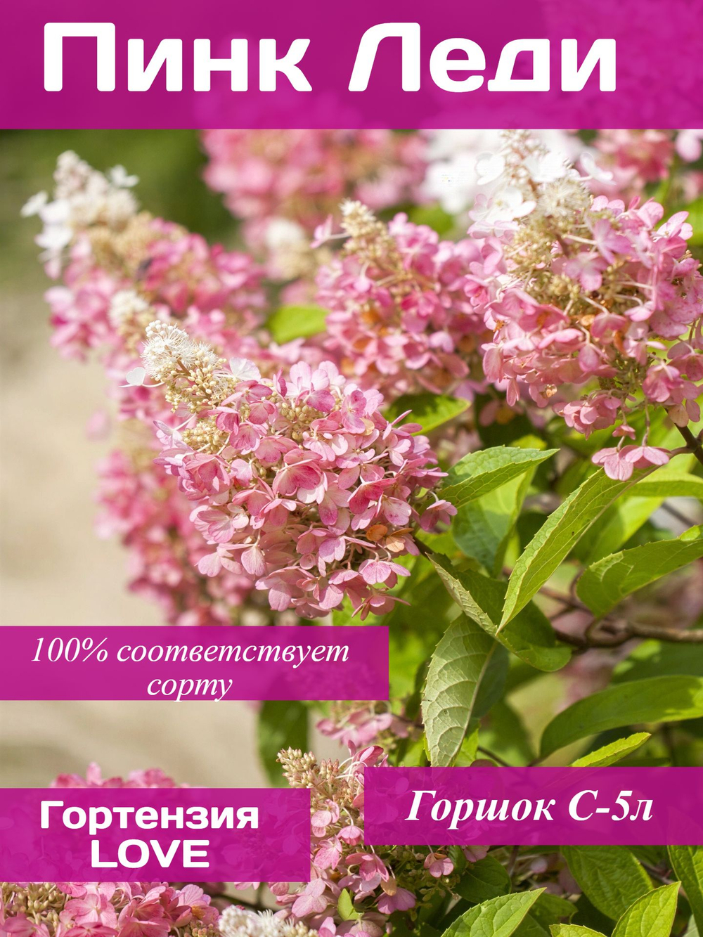 Гортензия Пинк Леди