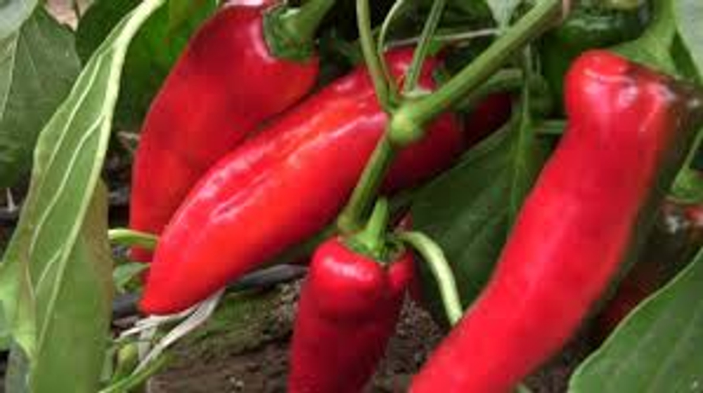 Перец острый Тандер F1