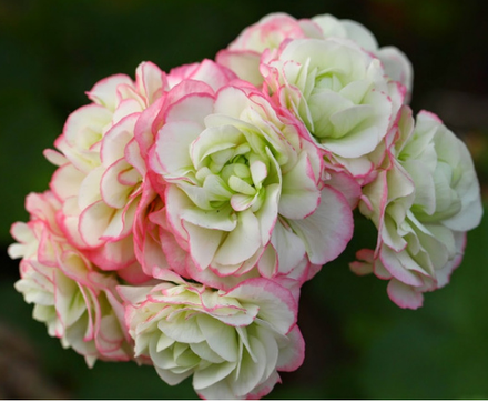 Пеларгония розебудная Grandeur Deco Appleblossom ОКС укорененный черенок ФЕВРАЛЬ