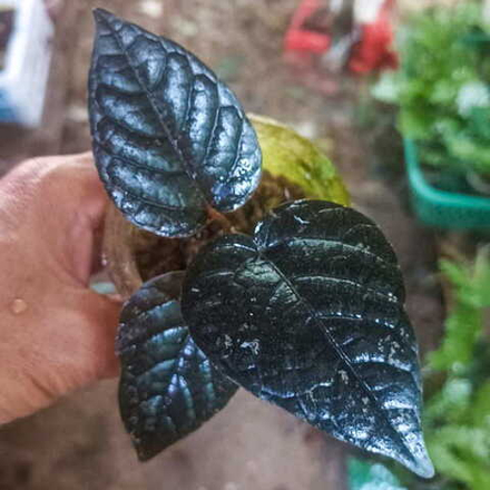 Перец 04 Багровая Луна