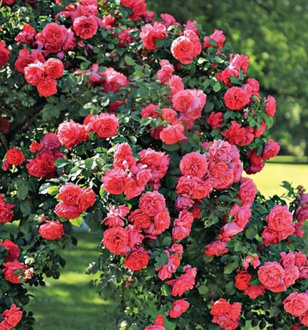 ЕВПАТОРИЯ (Yevpatoriya)