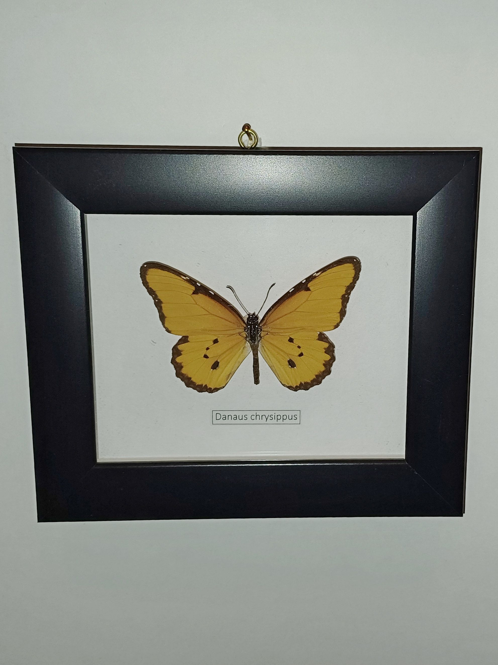 Бабочка Danaus chrysippus в рамке